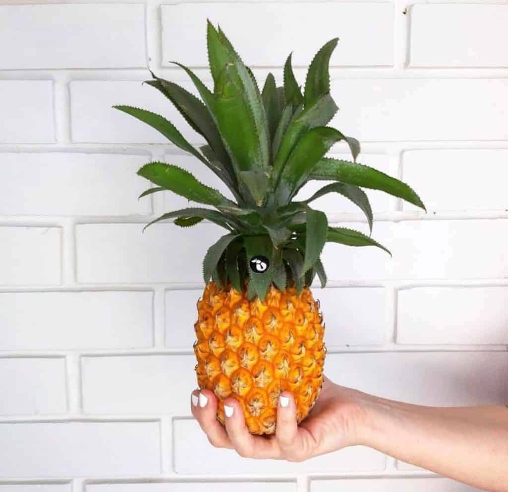 antioksidanti ananas