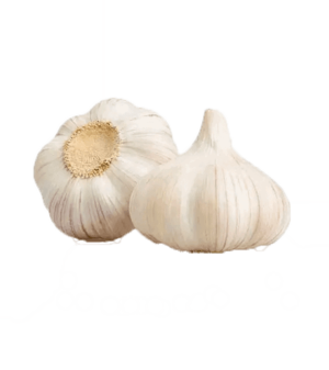 Česen
