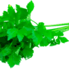 Koriander 100g